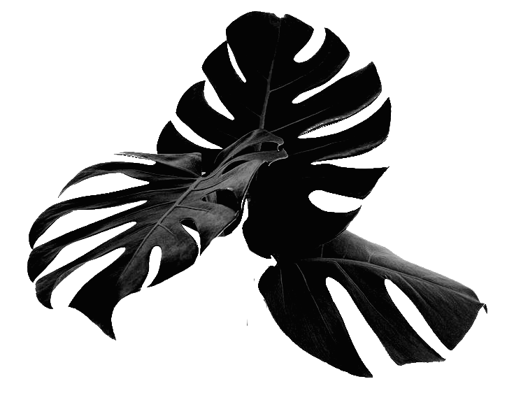 Illustrazioni originali create da Arrowfrog Studio per branding, comunicazione visiva e contenuti creativi